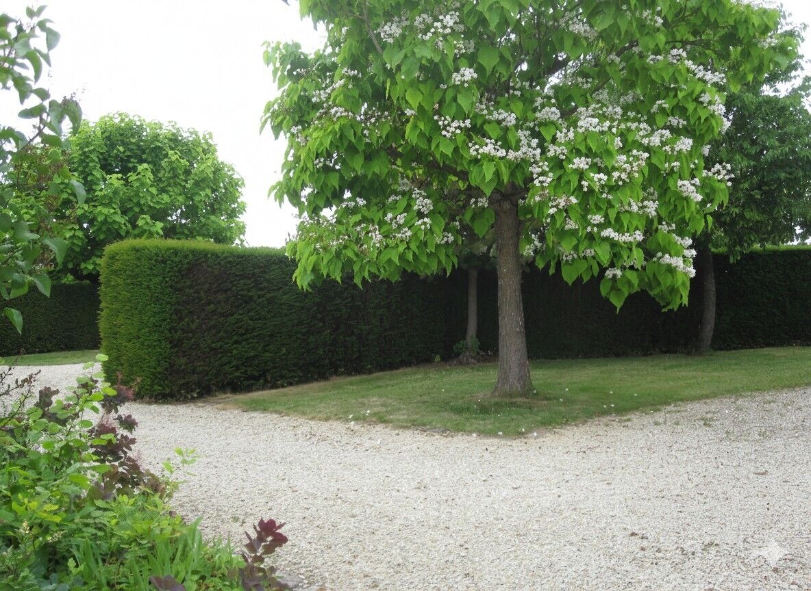 A well-maintained garden with a large tree bearing white flowers, a neatly trimmed hedge, and a gravel path.