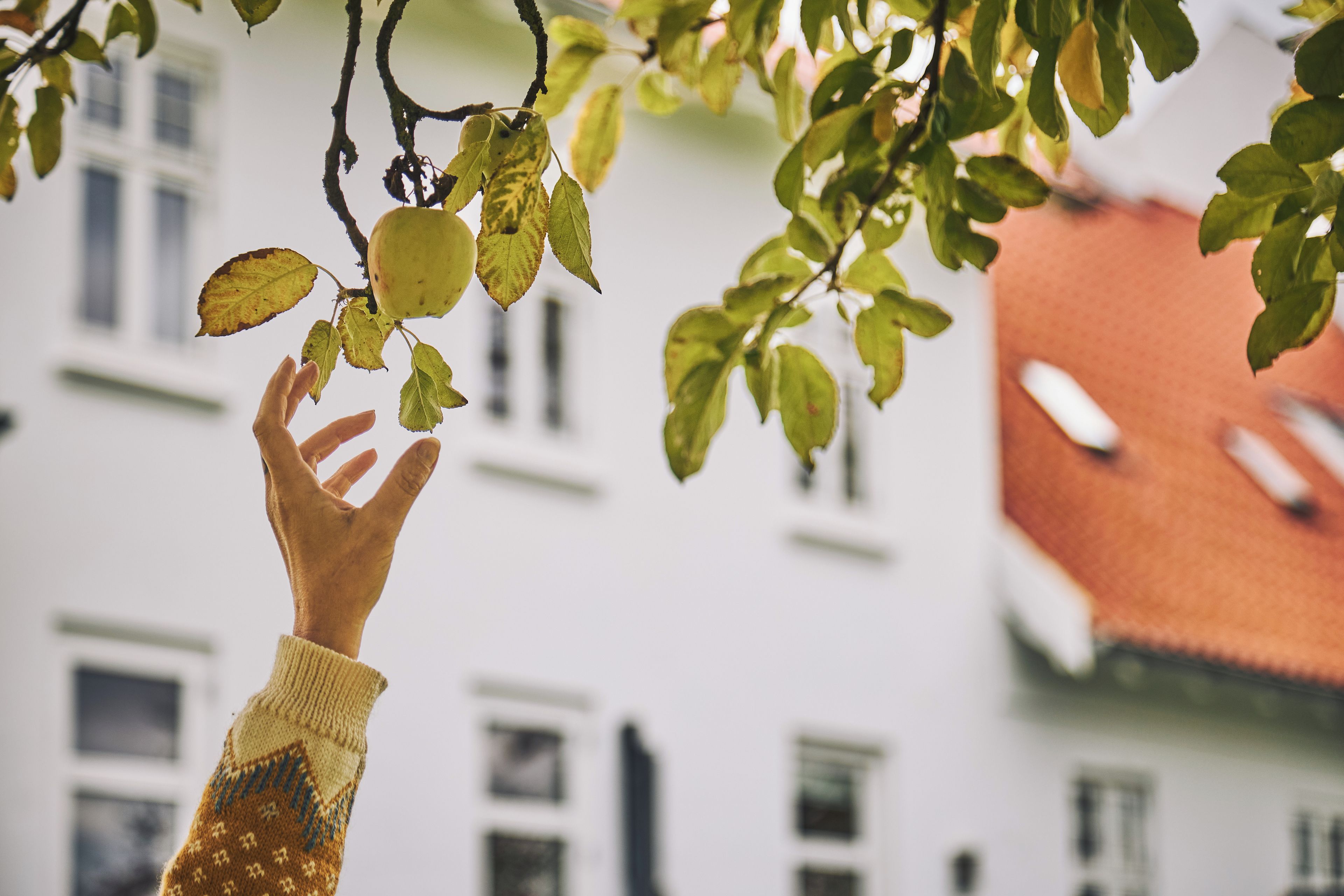 A hand reaching for a branch with leaves, with a building in the background.