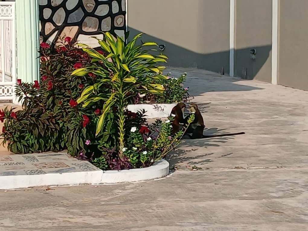 Uma passarela de concreto leva a um acesso de edifício, com um portão metálico decorativo e uma pequena área de jardim com diversas plantas e flores.
