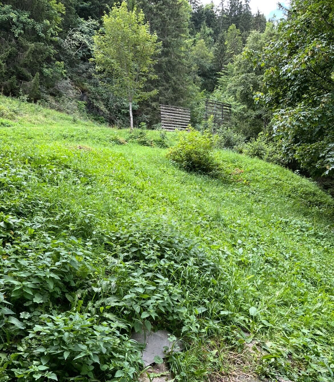 Uma paisagem verdejante e exuberante com vegetação densa e uma estrutura de madeira ao fundo.
