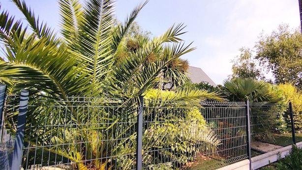 A fenced garden with various tropical plants and a building in the background. - Peaceful house and wooded garden (Pornichet)