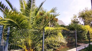 Ein eingezäunter Garten mit verschiedenen tropischen Pflanzen und einem Gebäude im Hintergrund.
