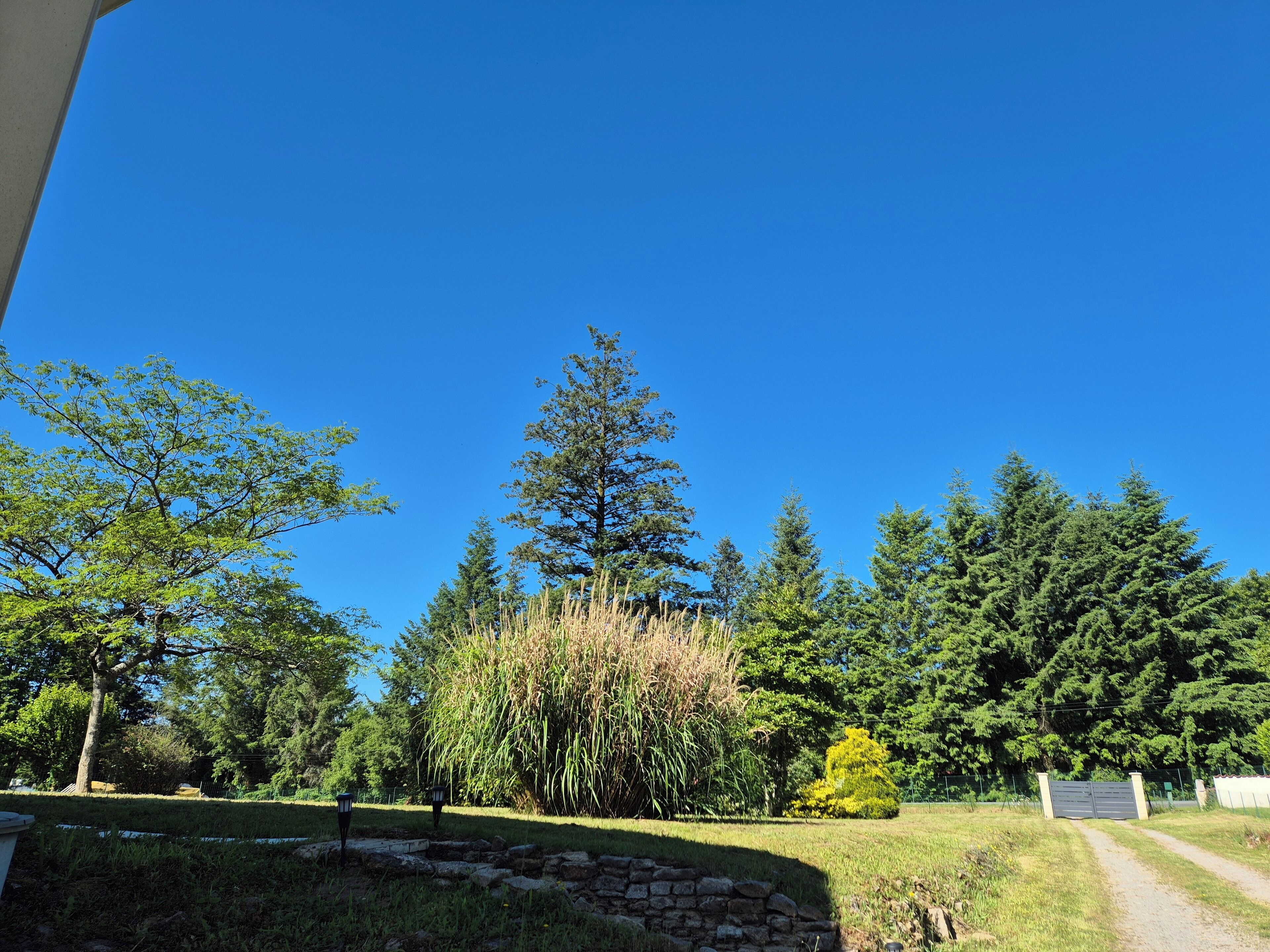 A clear blue sky, a stone wall, and a variety of trees including conifers and deciduous trees.