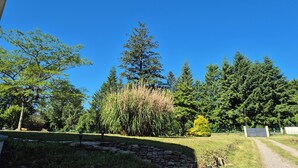 Céu azul límpido, uma parede de pedra e diversas árvores, incluindo coníferas e árvores de folha caduca.