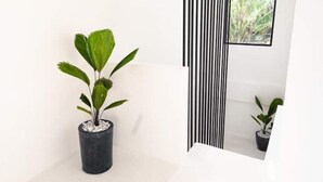 A minimalist room with a potted plant, a window with vertical blinds, and a reflection in the mirror.