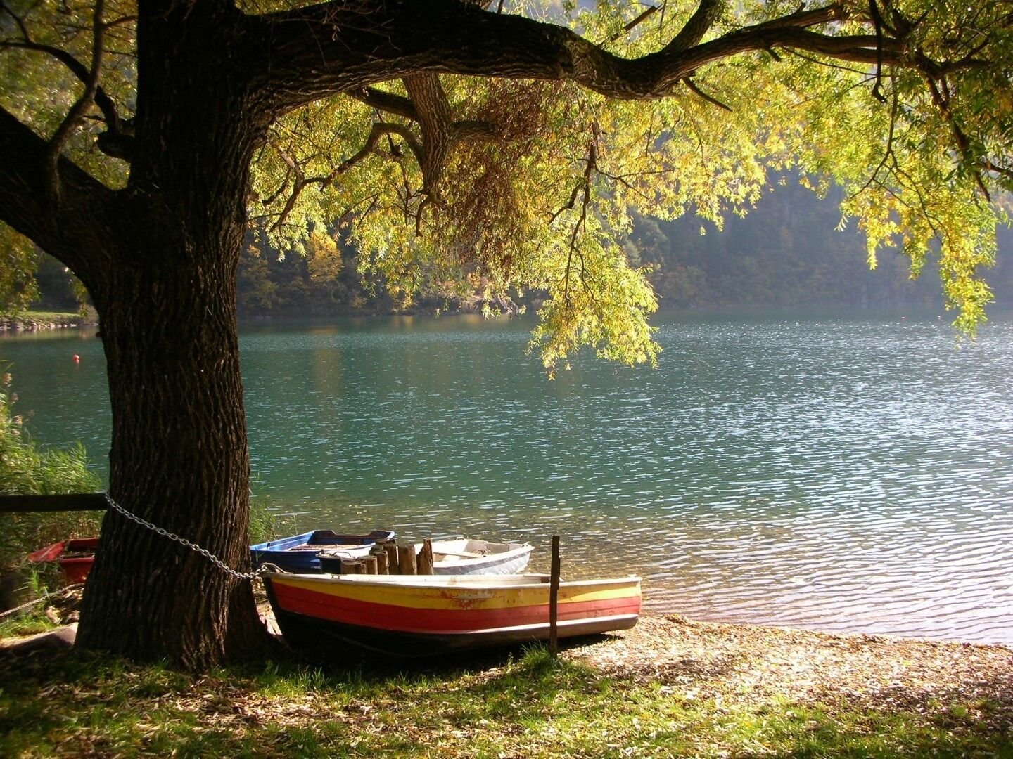 Ein Ruderboot, an einem Baum an einem See festgebunden, mit ruhiger Wasseroberfläche und bewaldetem Ufer im Hintergrund.