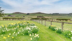 Un paysage rural avec des collines douces, un champ de jonquilles délimité par une clôture, et, au loin, on aperçoit un bâtiment en pierre.