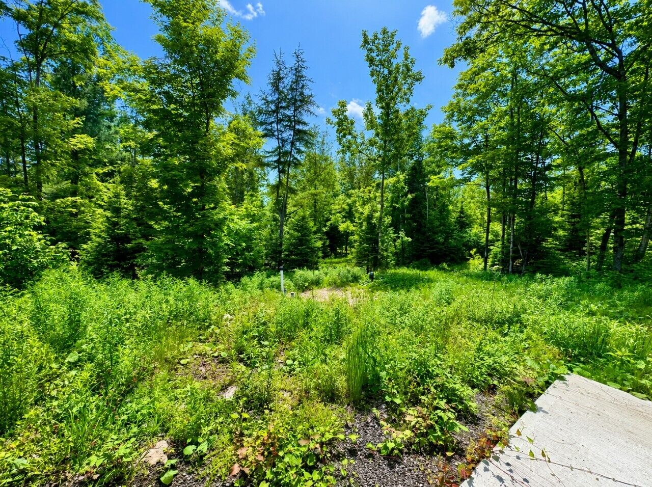 A forested area with a wooden boardwalk.