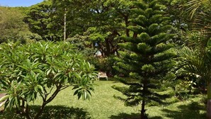 A well-maintained garden with various trees and a bench. - Villa Osumare (Flic-en-Flac)