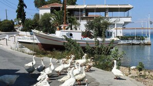 A coastal building with a boat docked in front, surrounded by a group of geese on the adjacent road.