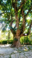 Un árbol grande con un tronco grueso y ramas frondosas, rodeado por una zona pavimentada.