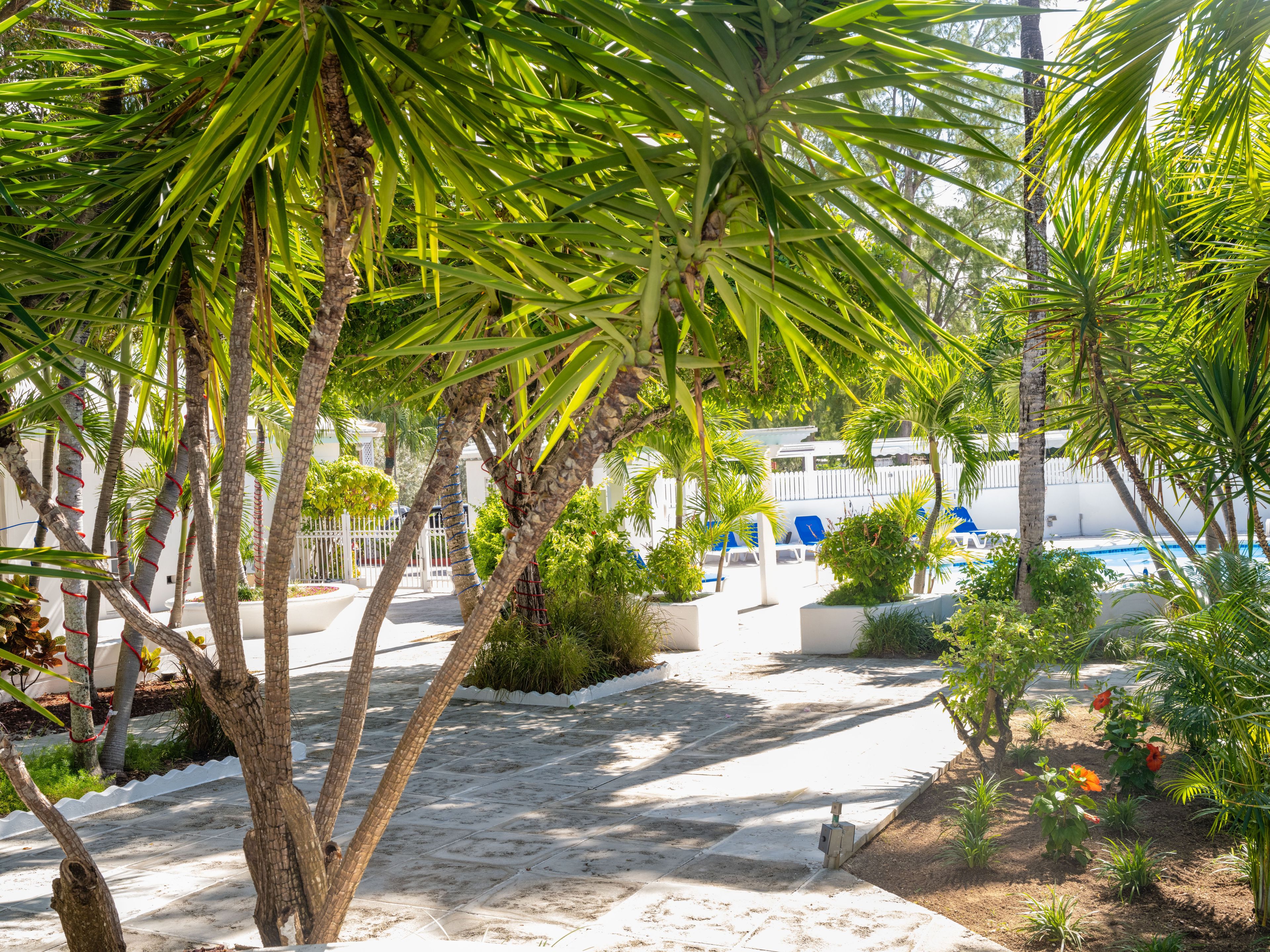 A pathway leading to a pool area surrounded by palm trees and greenery.