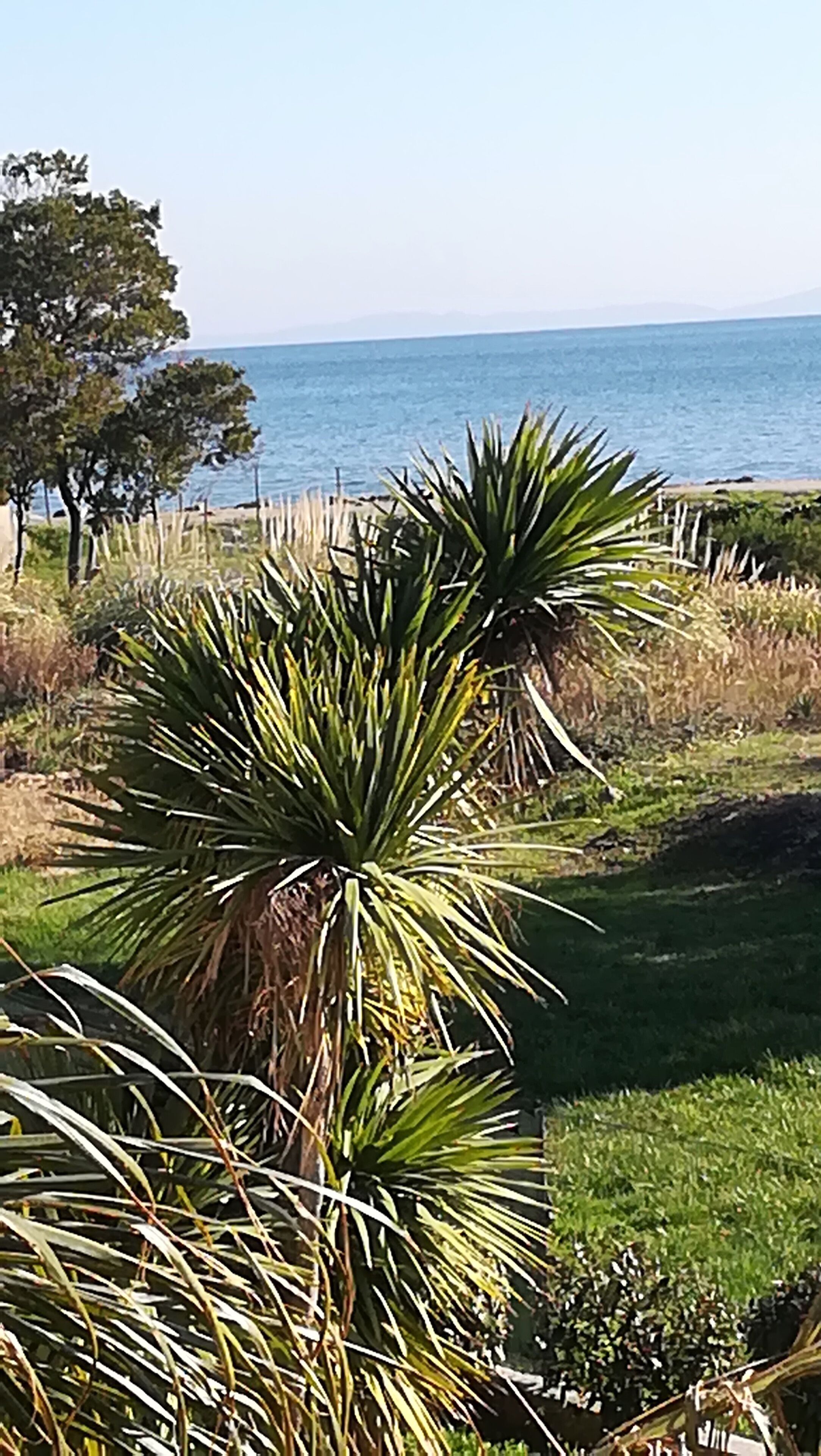 A coastal landscape with a clear view of the sea and a grassy area with some trees.