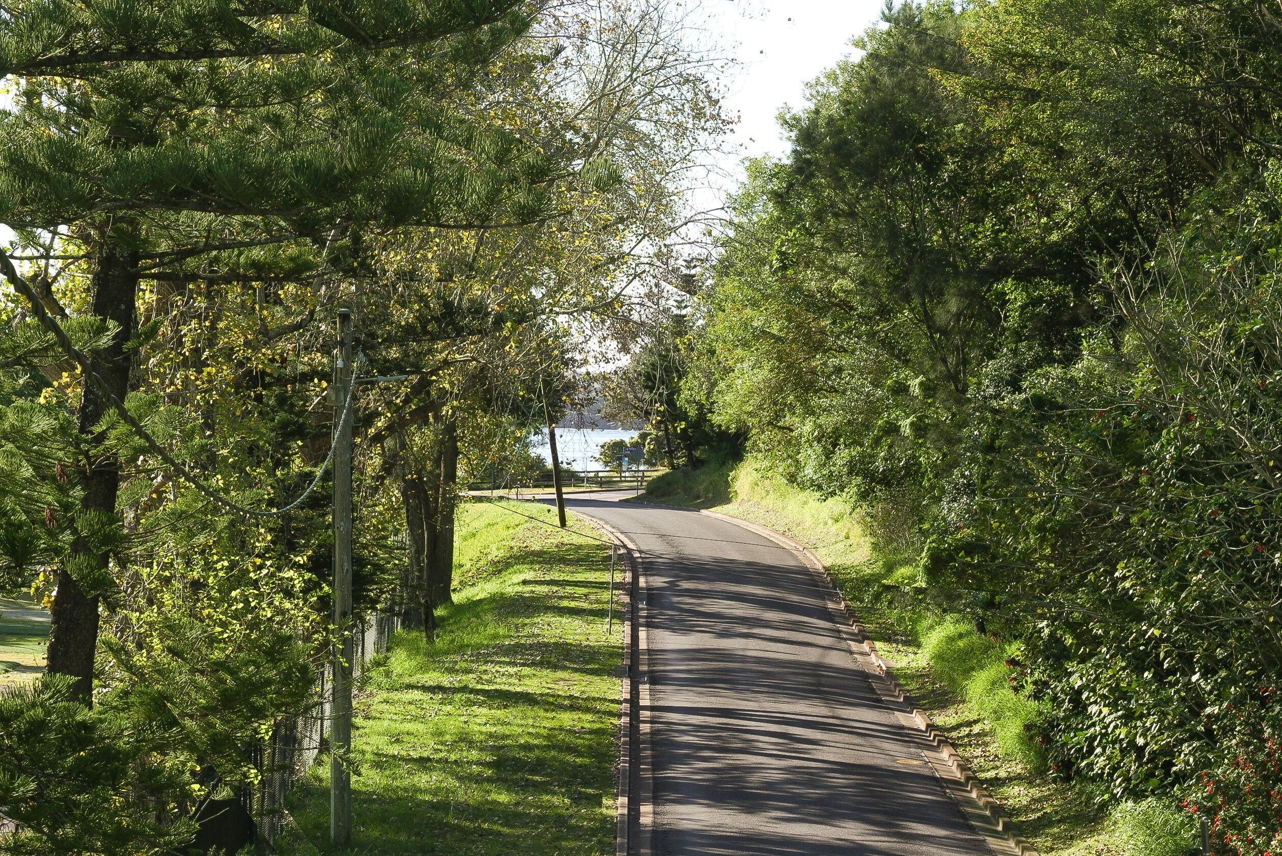 A paved pathway flanked by dense green foliage and trees, leading towards a distant body of water.