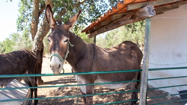A donkey behind a metal fence with a wooden structure overhead.
