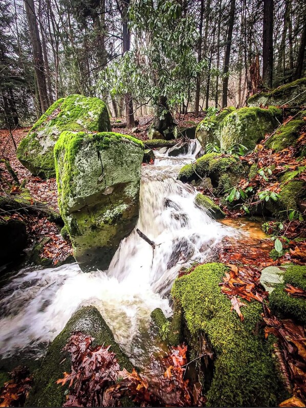 A forest stream with moss-covered rocks and fallen leaves.