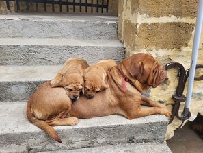 Exterior - bastide de la madelaine (Pougnadoresse)