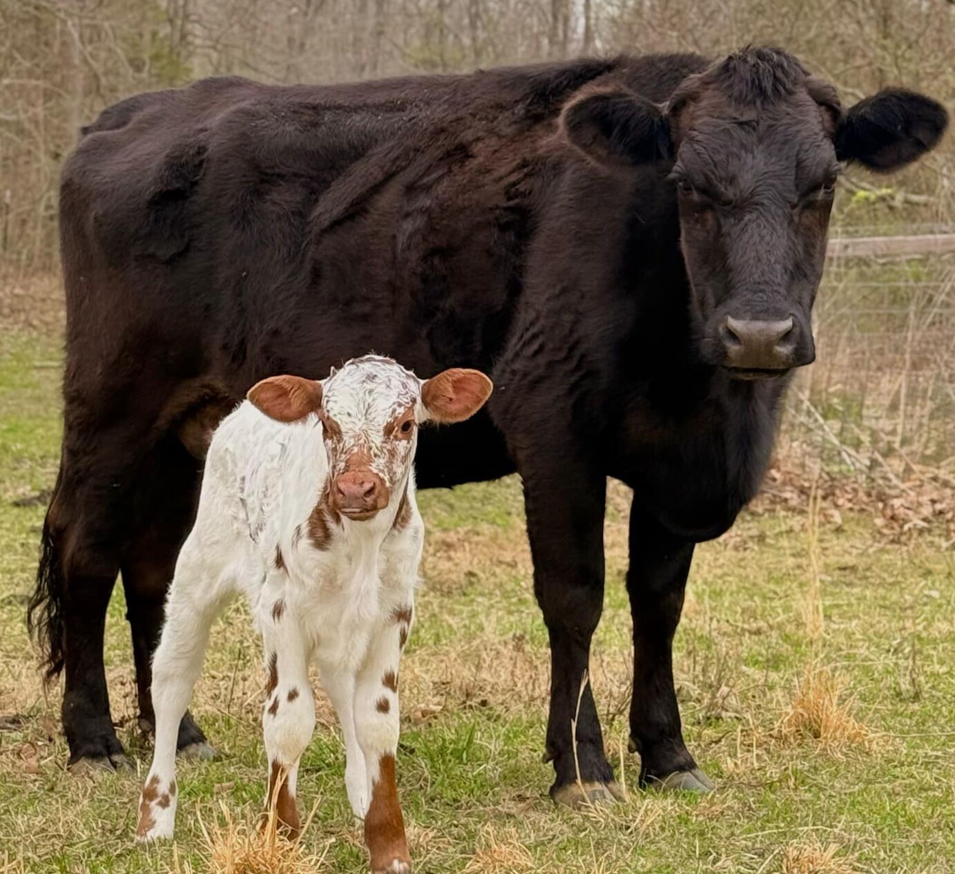 Een zwarte koe met een wit kalf in een grasveld.