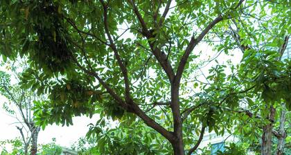 Siêu Biệt Thự Vinhome Bason - Trung tâm thành phố