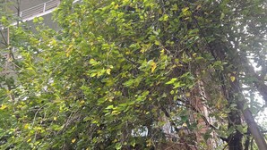 A multi-story building with balconies and dense foliage. - Delightful 3-bedroom apartment with best view in Addis Ababa (Addis Ababa)