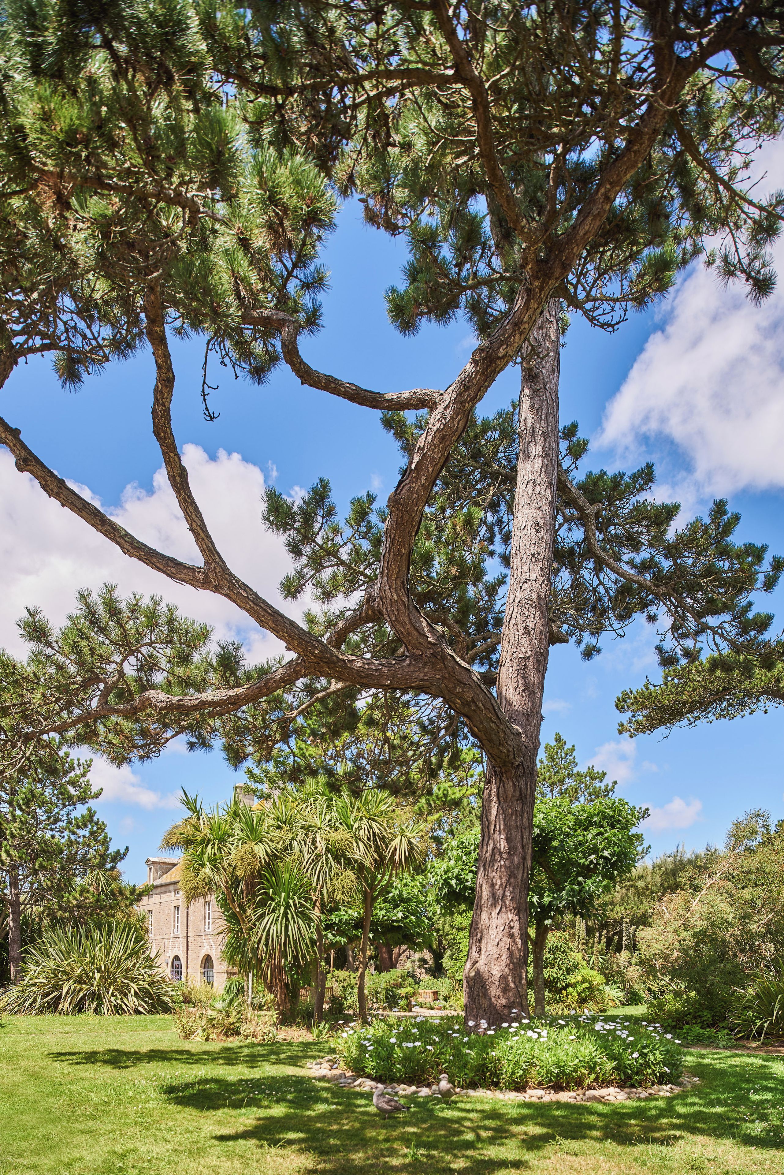 A large pine tree in a well-maintained garden with a building in the background.