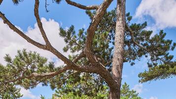 A large pine tree in a well-maintained garden with a building in the background.