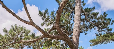 A large pine tree in a well-maintained garden with a building in the background.
