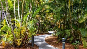 Un sendero bordeado de exuberante vegetación tropical y palmeras.