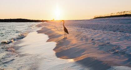 The Osprey #8 - Pelican Landing