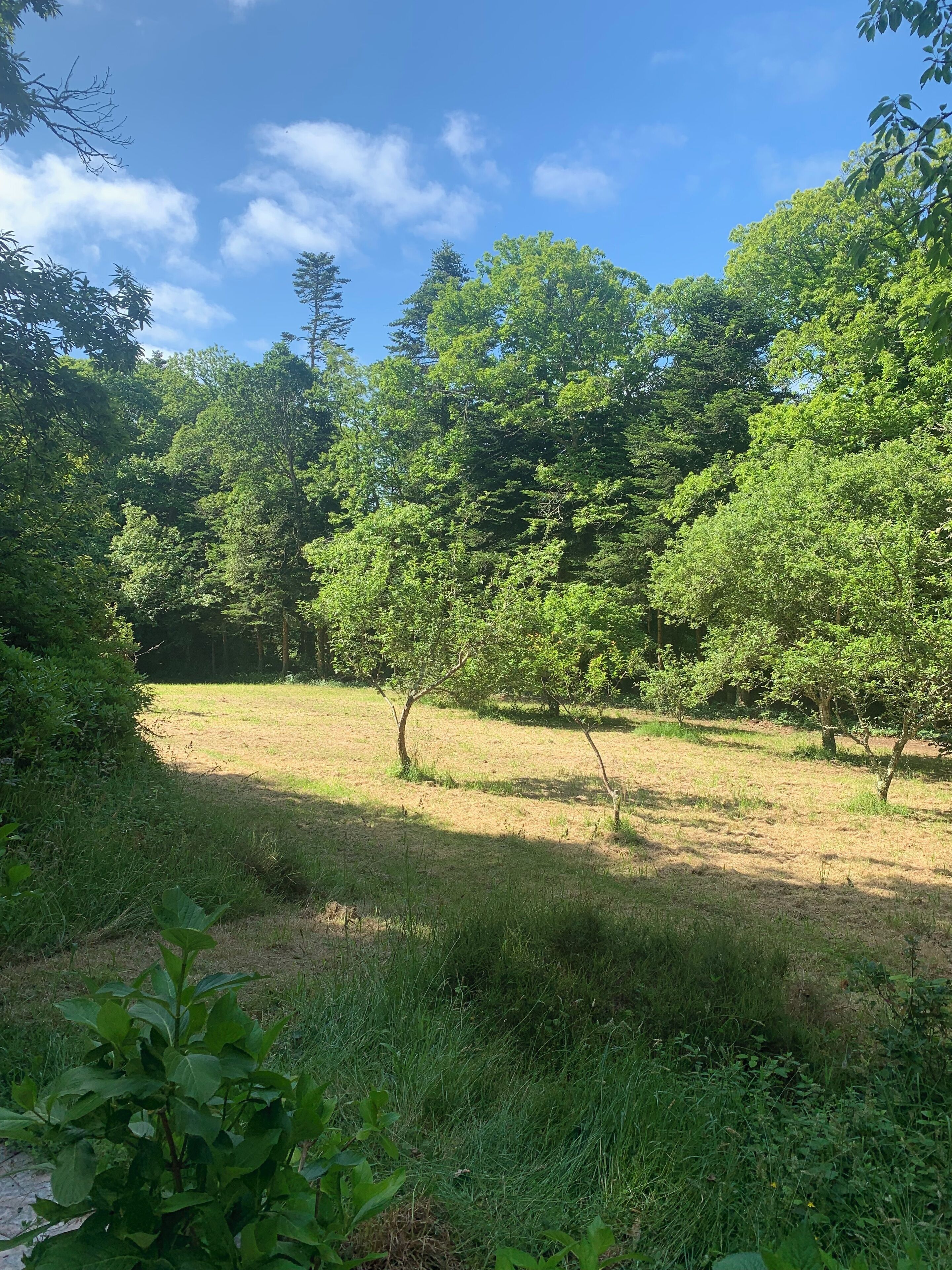 Eine naturbelassene Landschaft mit Bäumen und Gras.