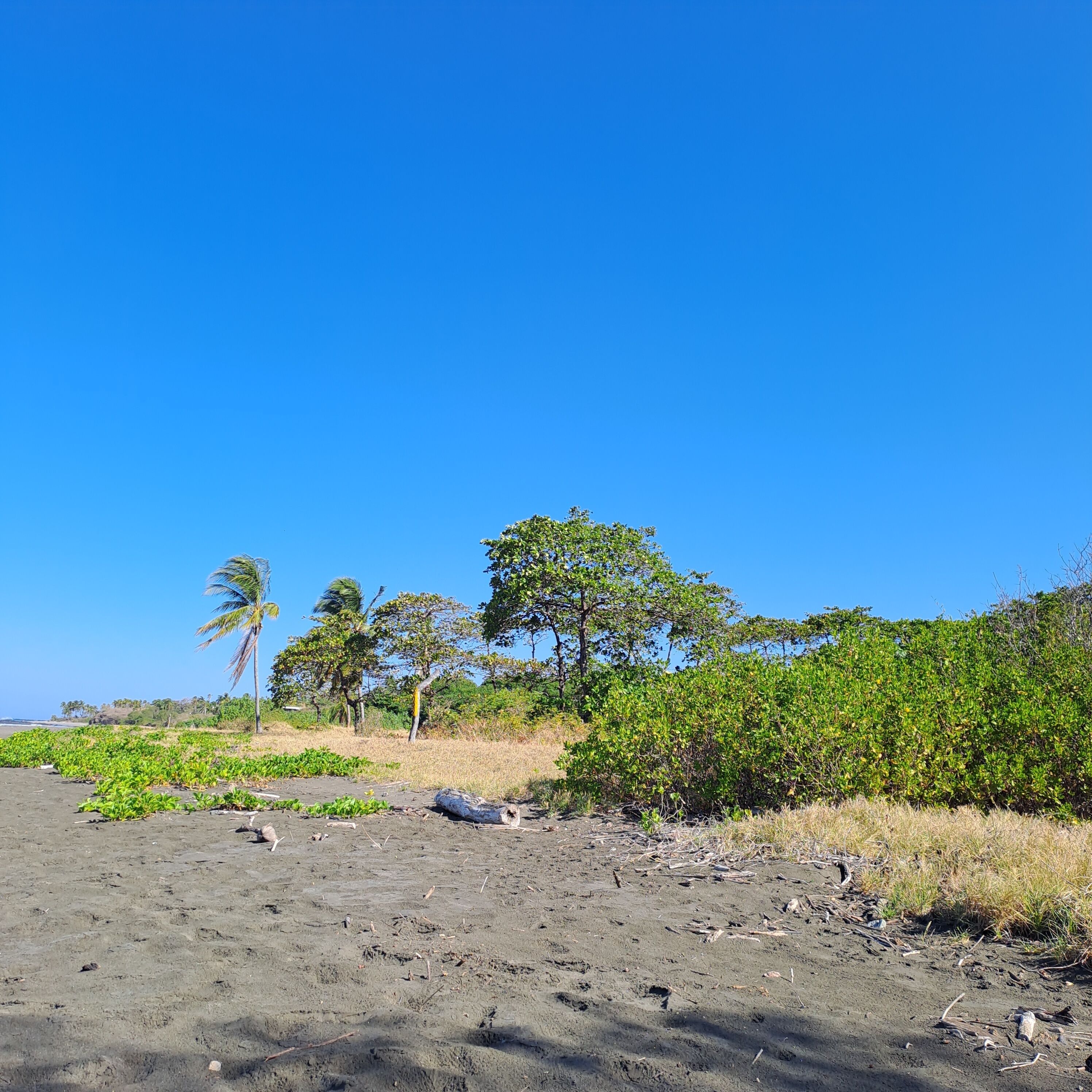 Een strand met zand, groene begroeiing en bomen onder een helderblauwe lucht.