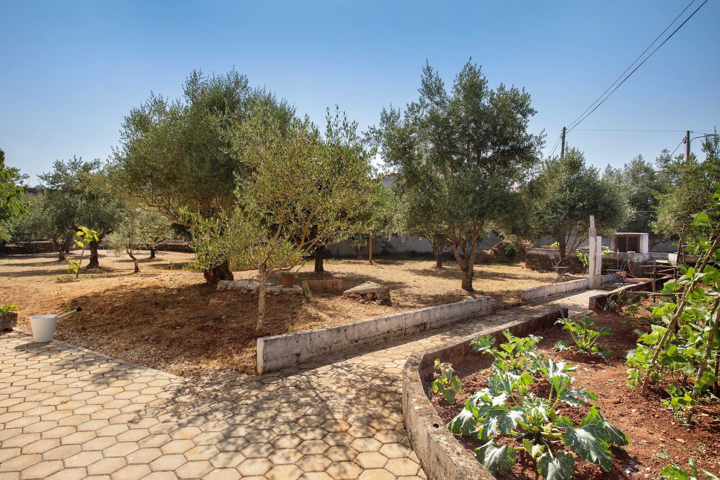 A garden with trees, a paved walkway, and raised garden beds.