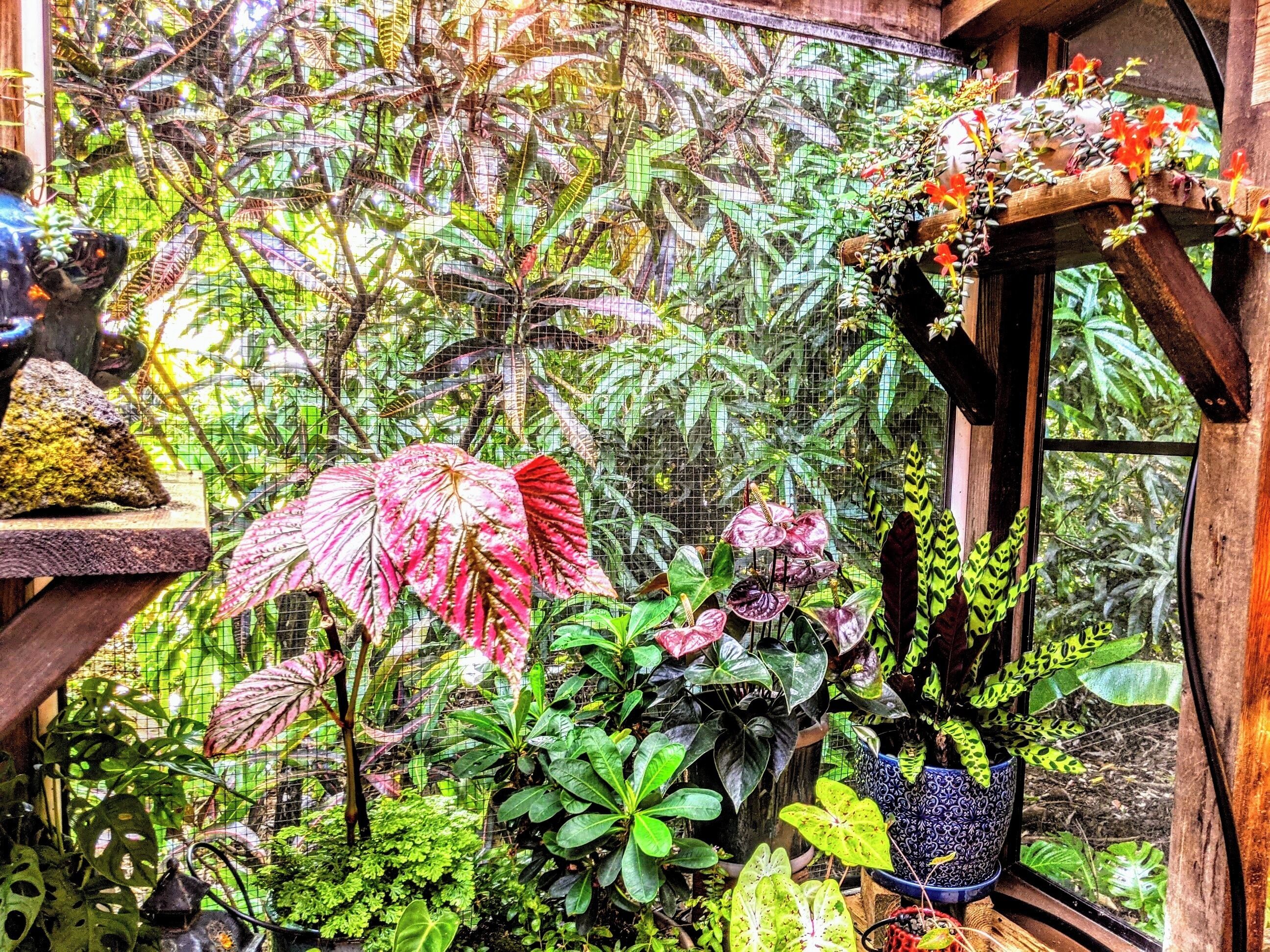 A lush indoor garden with various plants and a small birdcage.