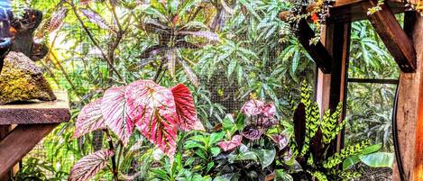 A lush indoor garden with various plants and a small birdcage.