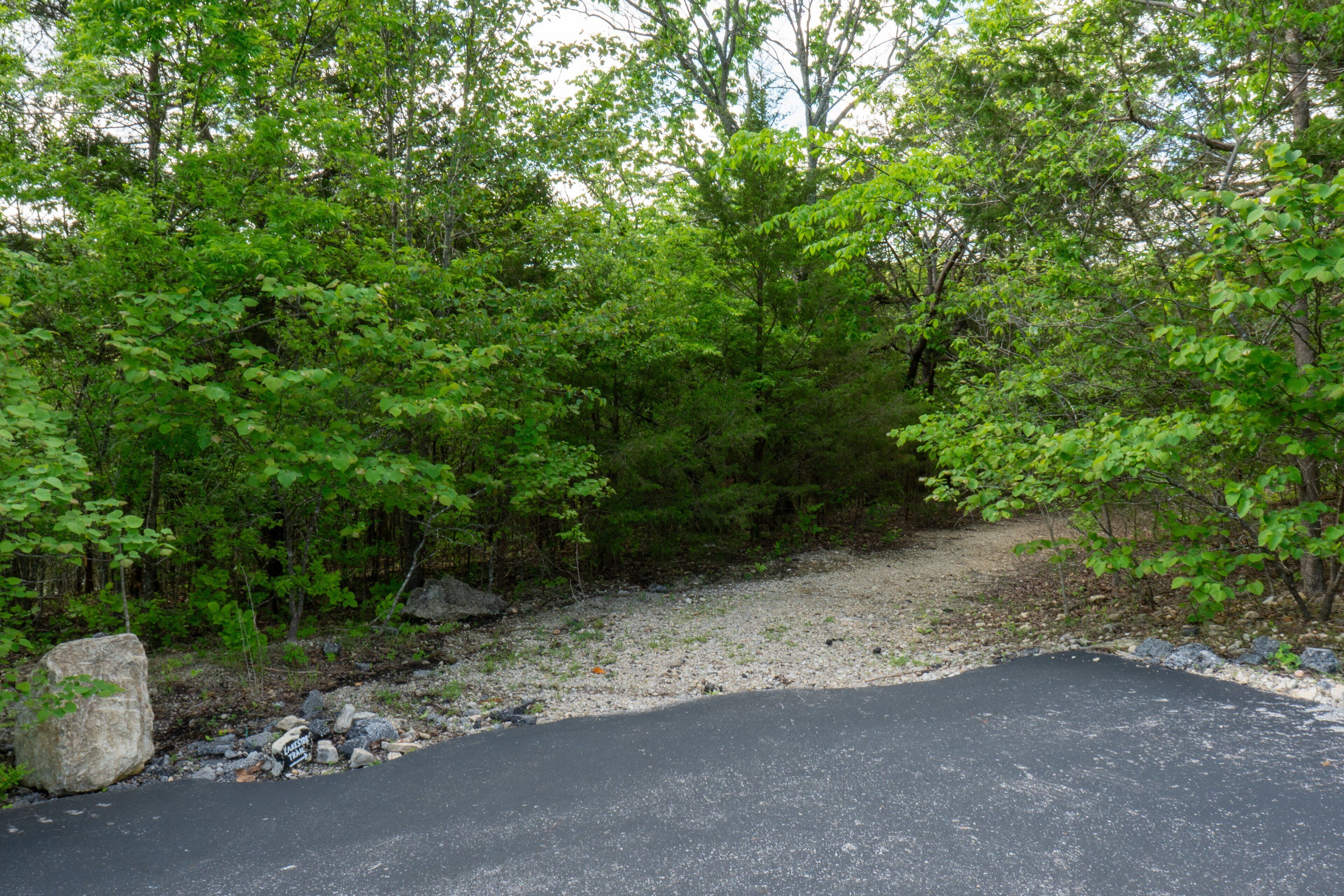 A paved area surrounded by dense green foliage.