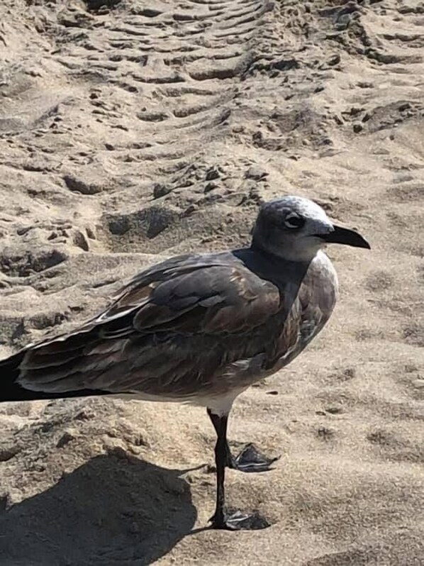A seagull standing on a sandy surface with a rocky background.