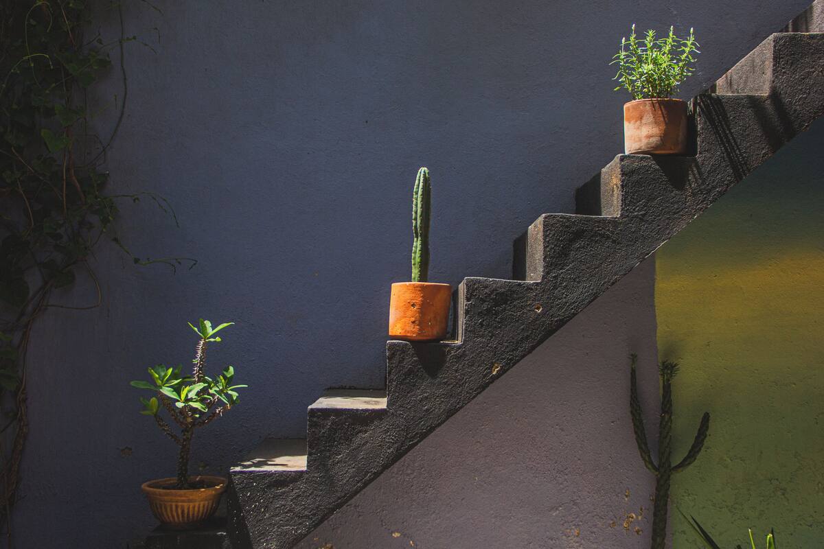 A staircase with potted plants on the steps.