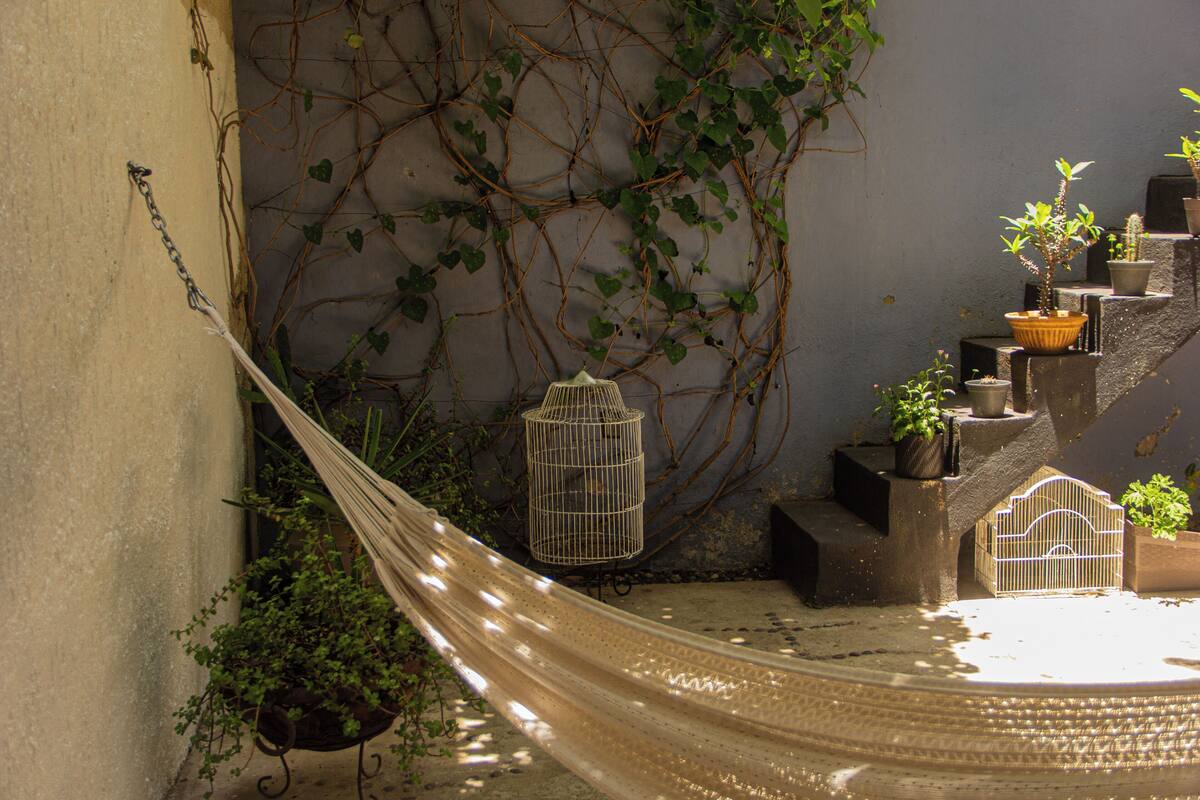 A hammock, potted plants, and a birdcage in a sunlit outdoor area with a concrete wall and steps.