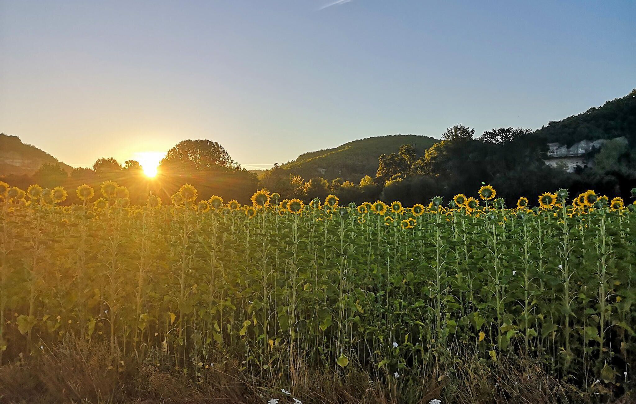A sunflower field with the sun setting in the background.