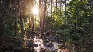 A forest stream with sunlight filtering through the trees.