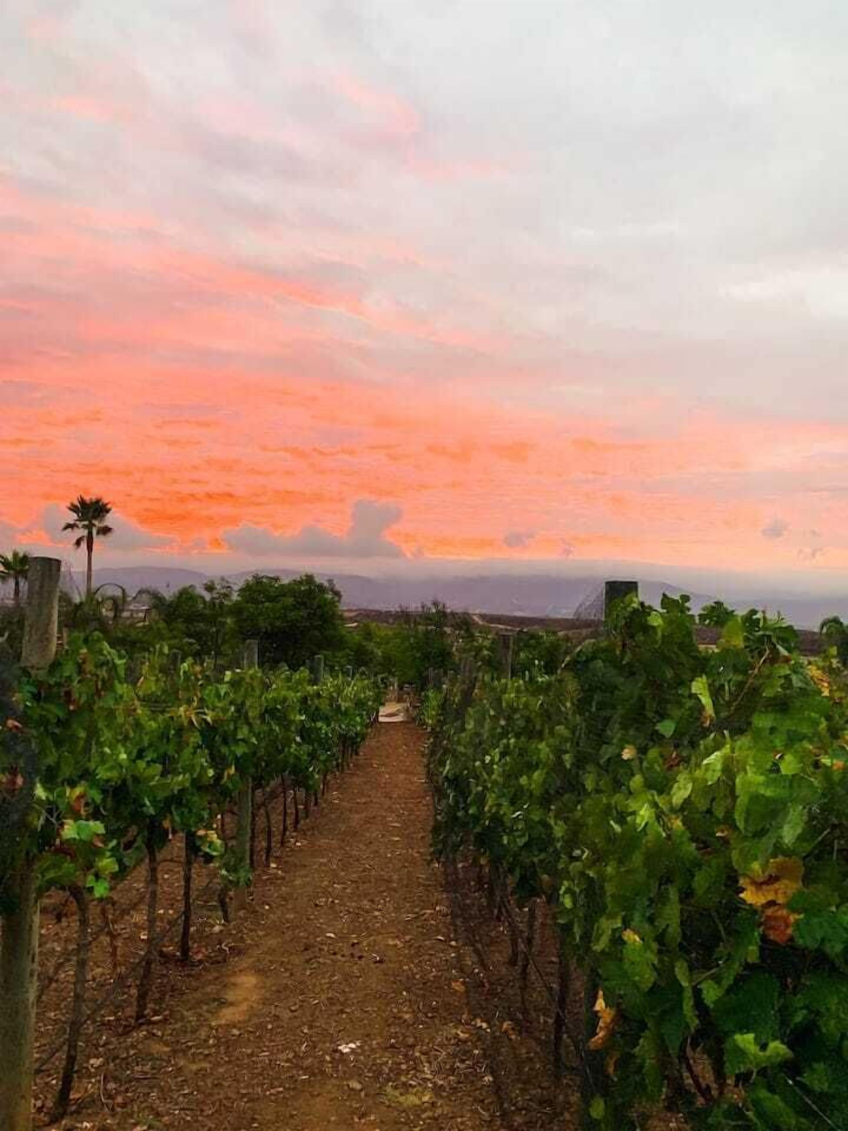 Photo - Hacienda Martlot