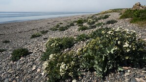 Una playa rocosa con vegetación escasa y una vista distante del mar.