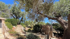 A stone pathway leading to a stone structure surrounded by olive trees and other vegetation.