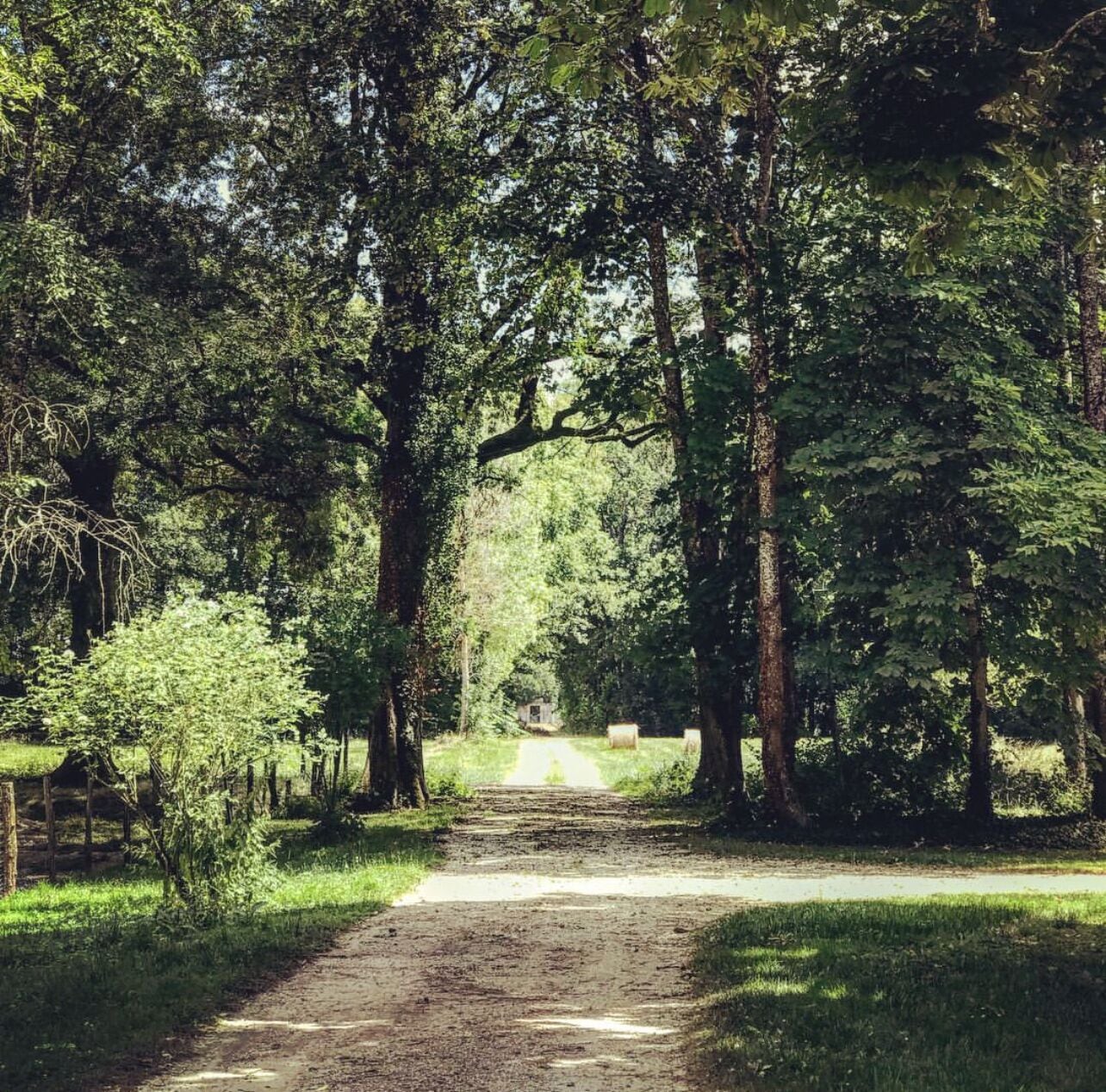 A dirt path flanked by tall trees in a forested area.