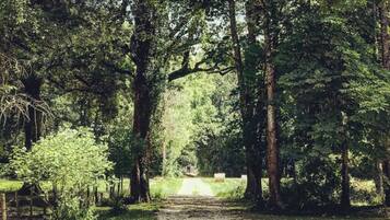 A dirt path flanked by tall trees in a forested area.