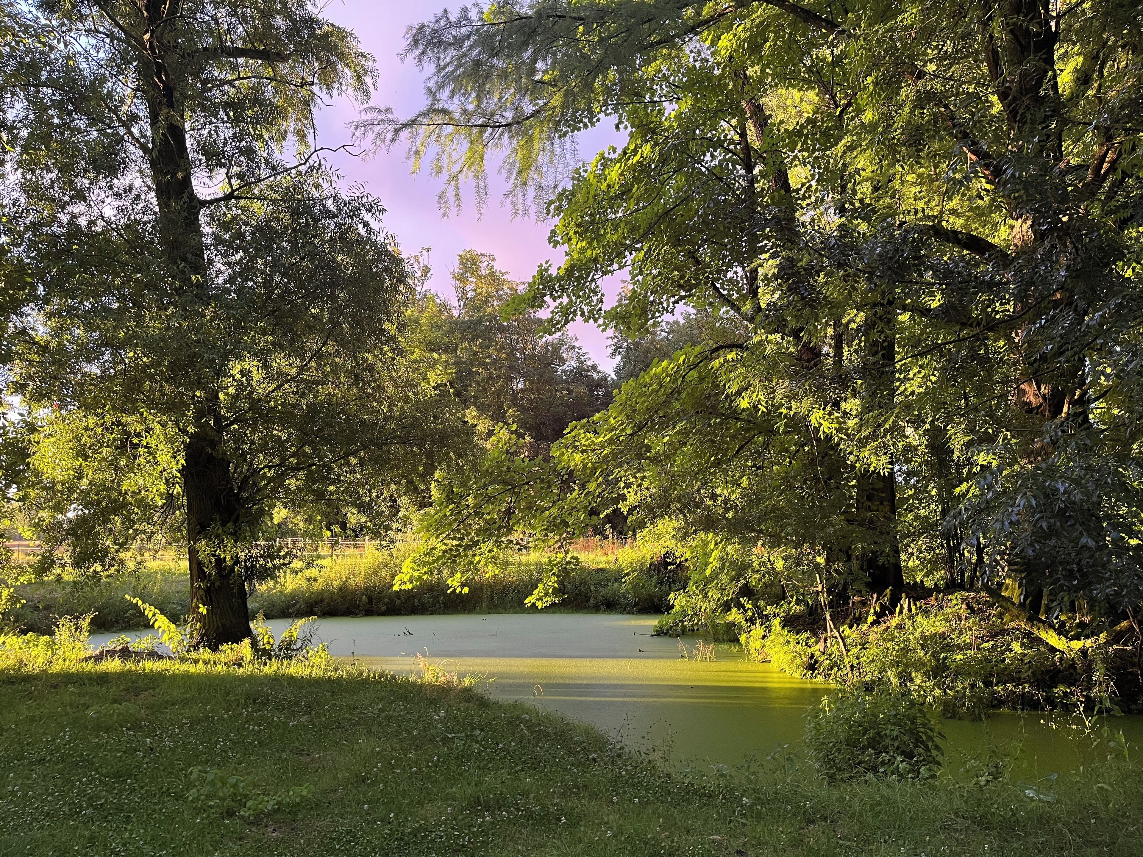Un paysage paisible au bord d’un lac, avec une végétation luxuriante et de nombreux arbres.