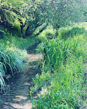 Ein schmaler Wasserlauf, umgeben von üppigem Grün und Bäumen.