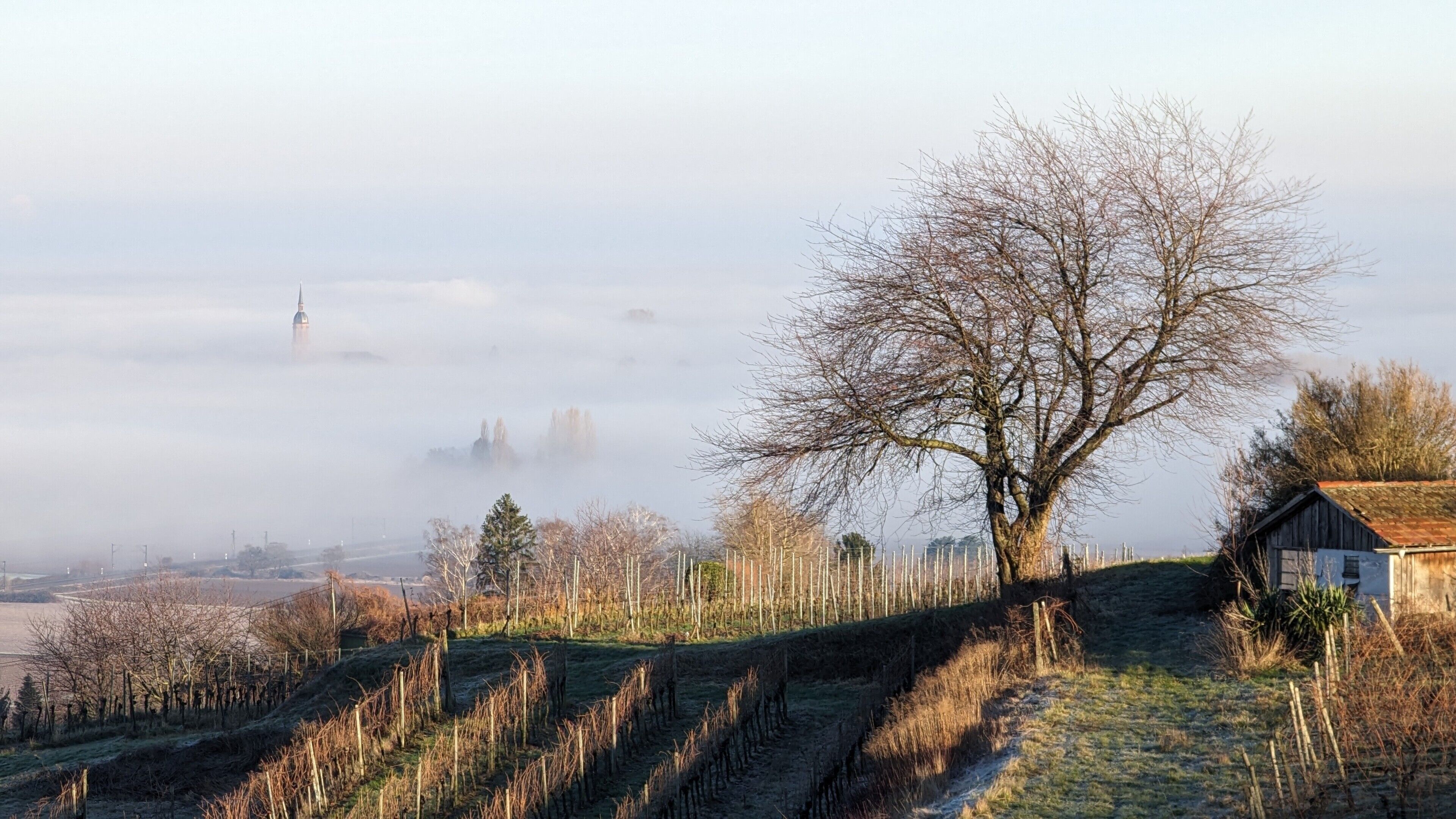 Un paysage rural avec un grand arbre, un petit bâtiment et une tour qui se dresse au loin.