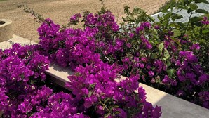 Une vue côtière avec une plage, un ciel dégagé et des fleurs violettes au premier plan.