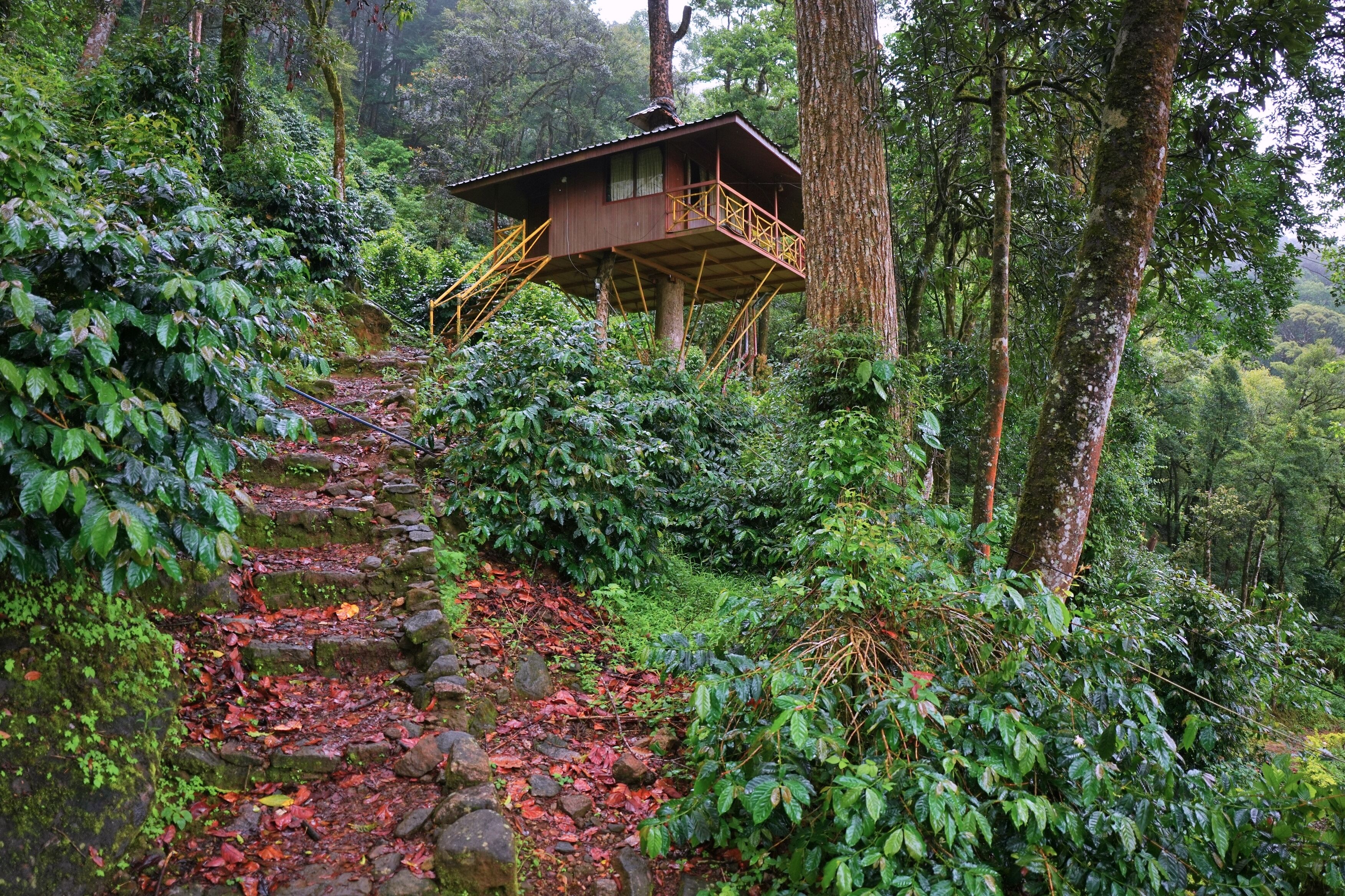 华丽树屋, 阳台, 山景 | 办公桌、折叠床/加床（额外收费）、免费 WiFi、床单